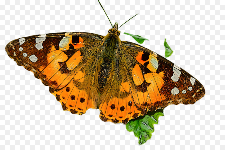 Las Polillas Y Las Mariposas，Mariposa PNG