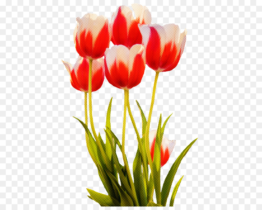 Flor，Tulip PNG