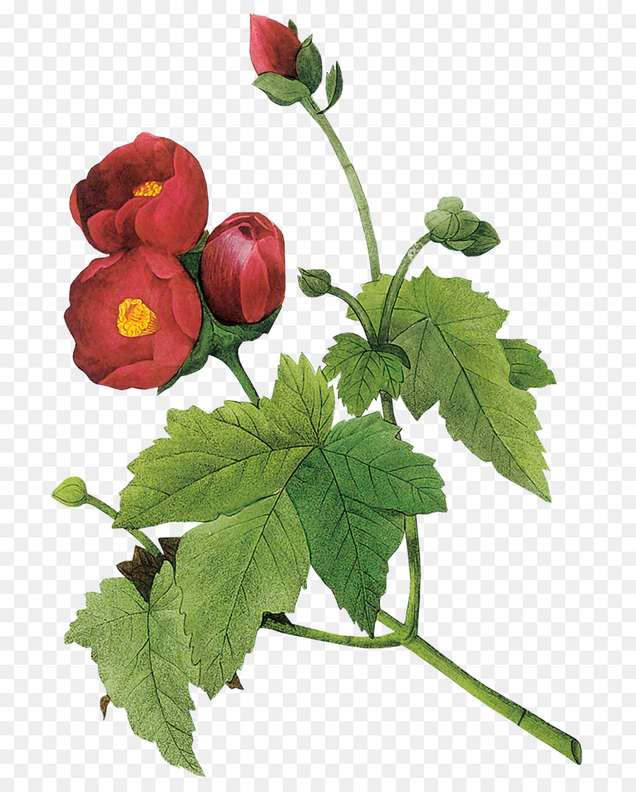 Flor，Planta PNG