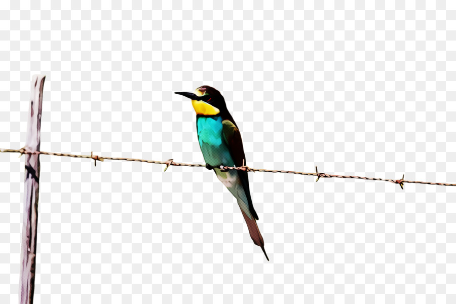 Aves，Pico PNG