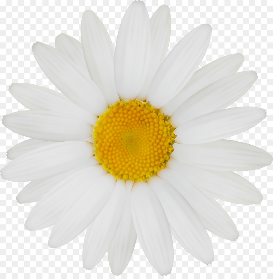 Margarita，Blanco PNG