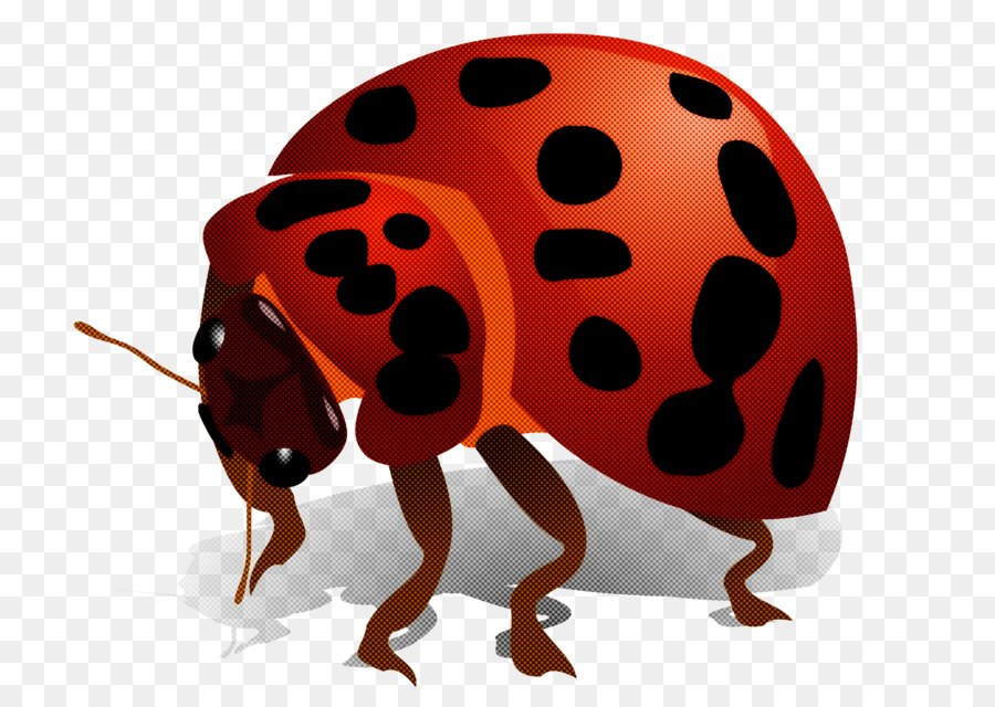 Mariquita，Bicho PNG