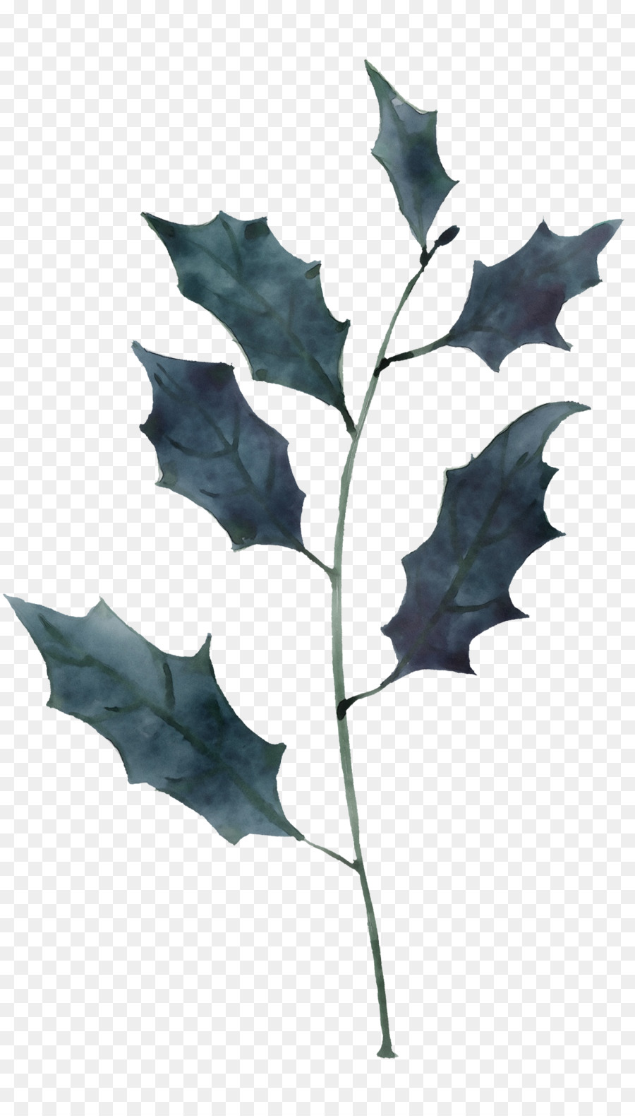 Hoja，Roble Negro PNG