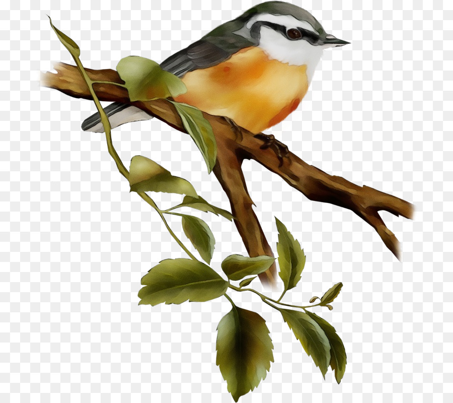 Aves，Rama PNG