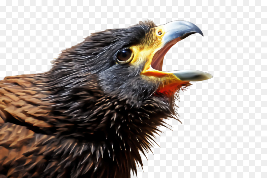 Pájaro，Pico PNG