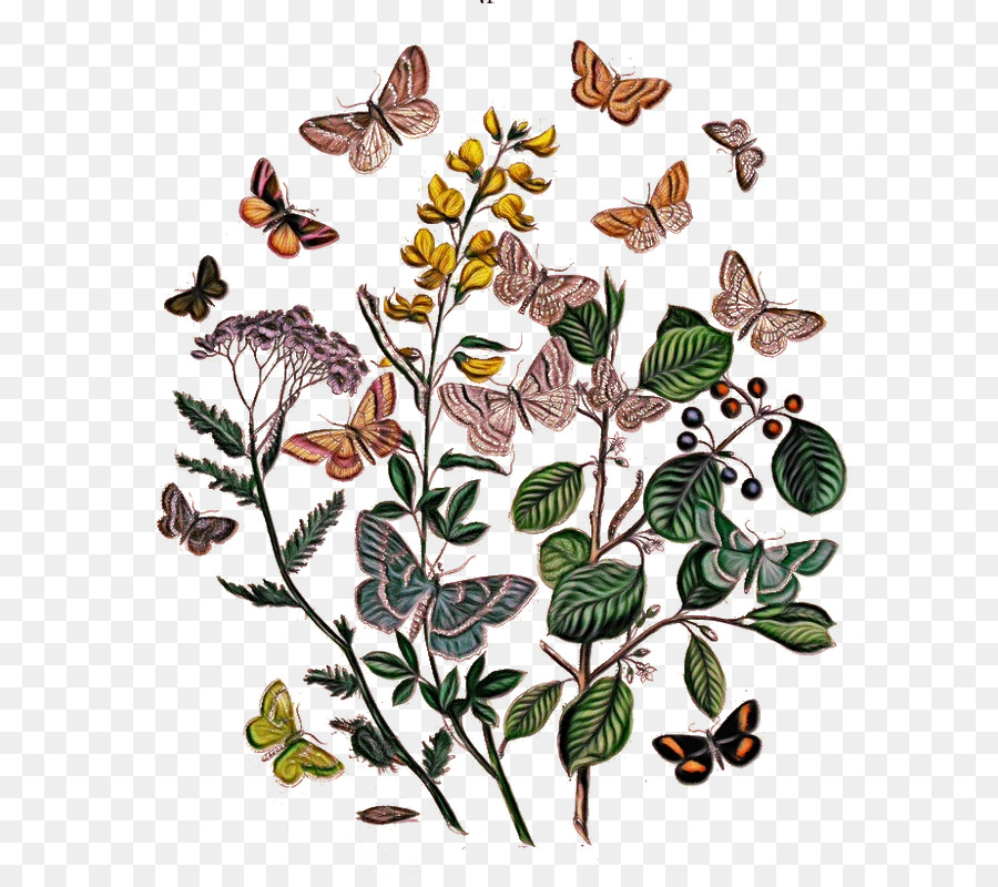 Mariposa，Las Polillas Y Las Mariposas PNG