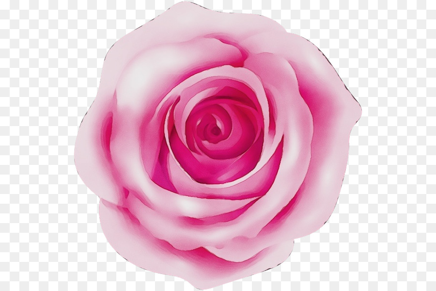 Rosa Rosa，Rosa PNG