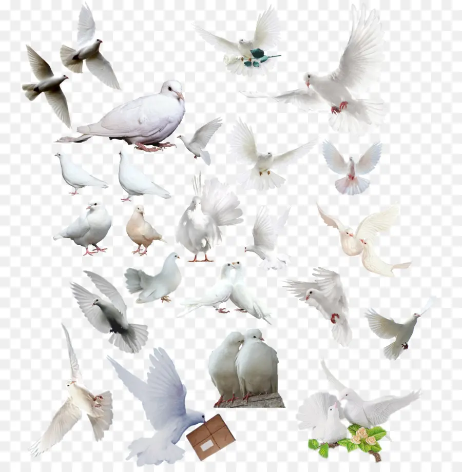 Aves，Las Palomas Y Las Palomas PNG