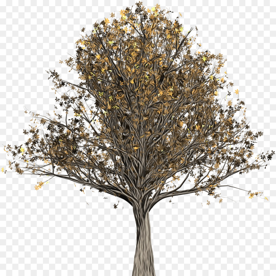 Árbol，Planta PNG