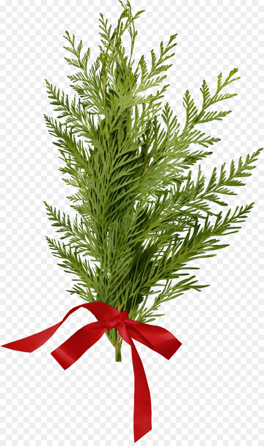 Amarillo Fir，Árbol PNG