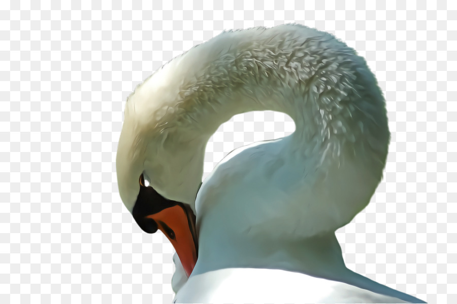 Swan，Cuello PNG