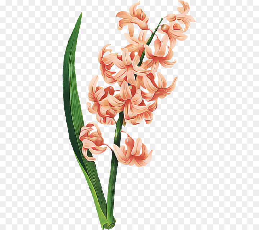 Flor，Planta PNG