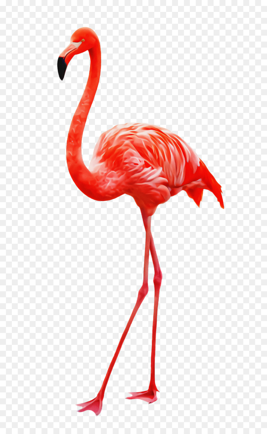 Aves，Flamingo PNG