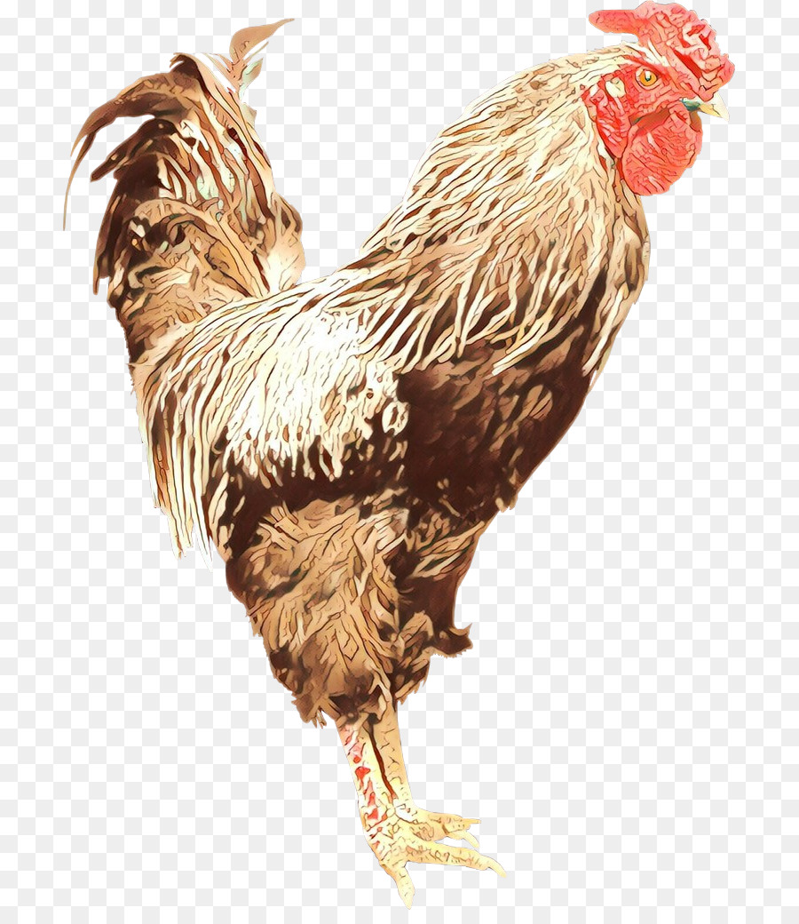 Pollo，Gallo PNG