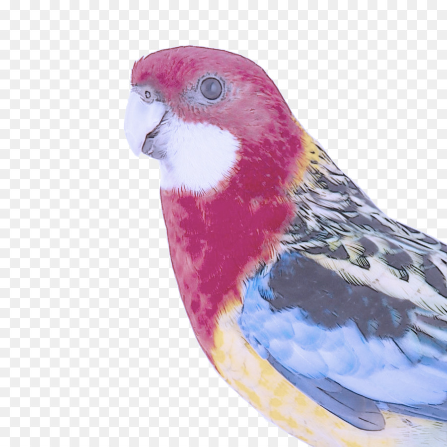 Aves，Loro PNG