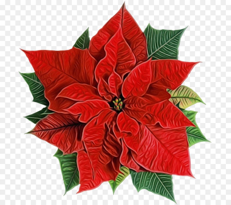 Nochebuena Roja，Hojas PNG