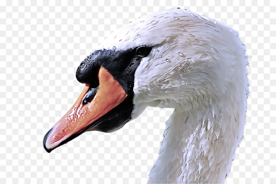 Swan，Aves PNG