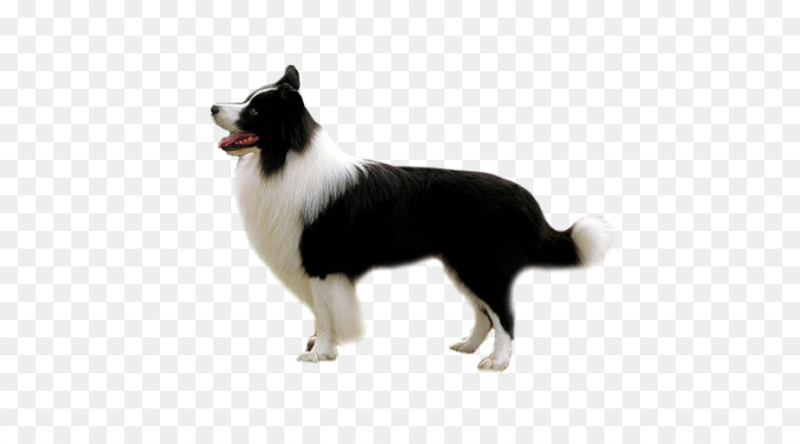 Perro Blanco Y Negro，Mascota PNG