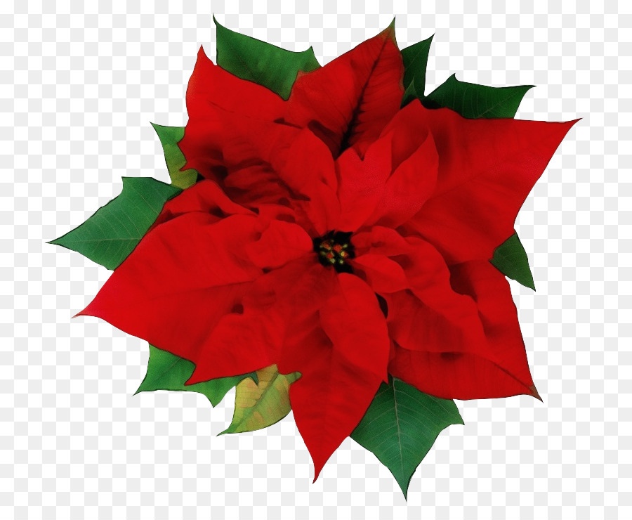 Flor De Pascua，Rojo PNG