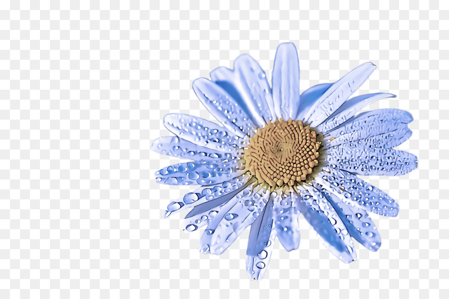 Gerbera，Azul PNG