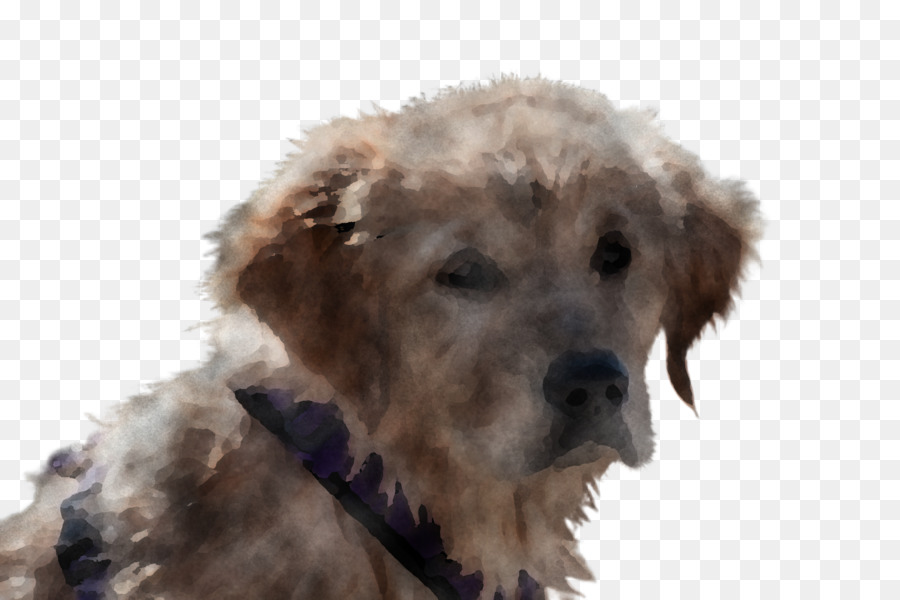 Perro，Terrier PNG