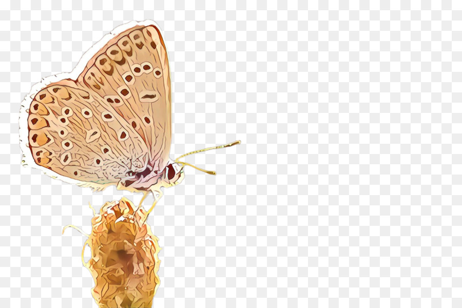 Las Polillas Y Las Mariposas，Mariposa PNG