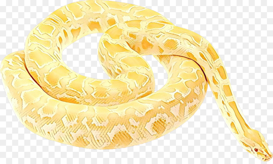 Python，Python Familia PNG