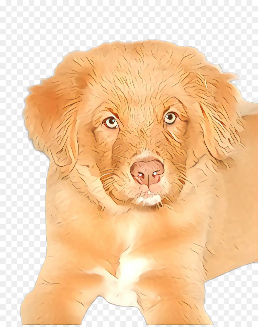 Perro，Nova Scotia Duck Peaje Retriever PNG