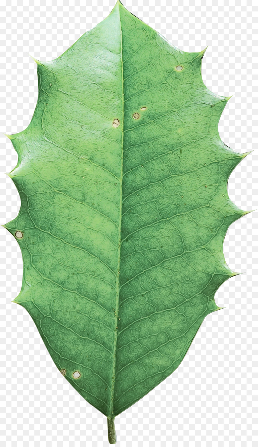 Hoja Verde，Planta PNG