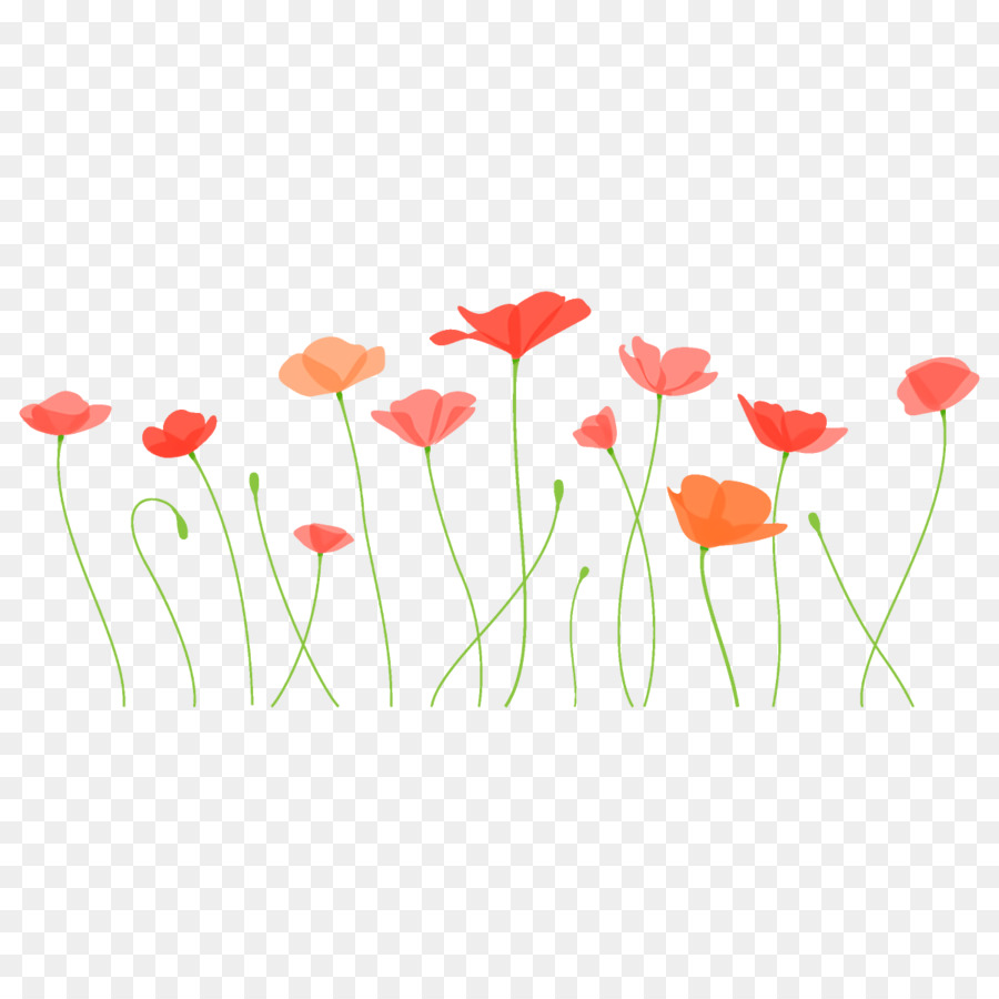 Coquelicot，Flor PNG