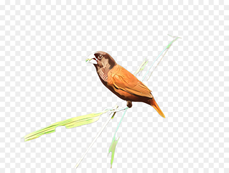 Aves，Pico PNG