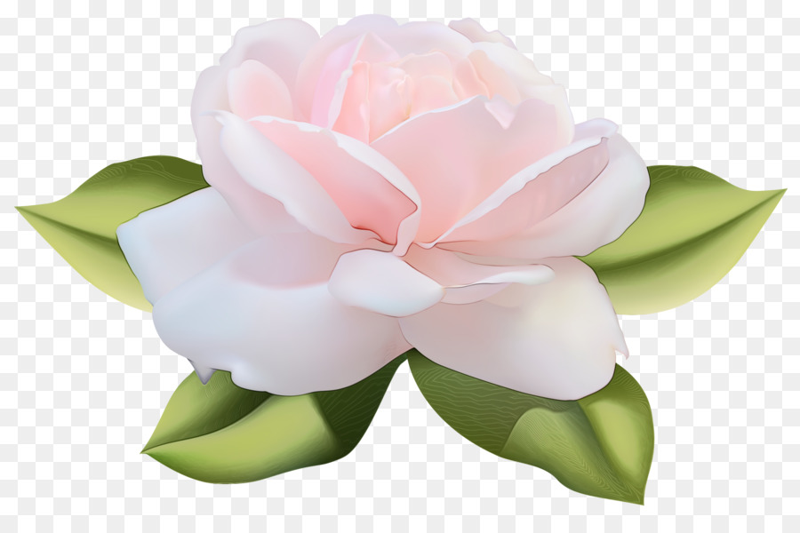 Flor Rosa，Florecer PNG