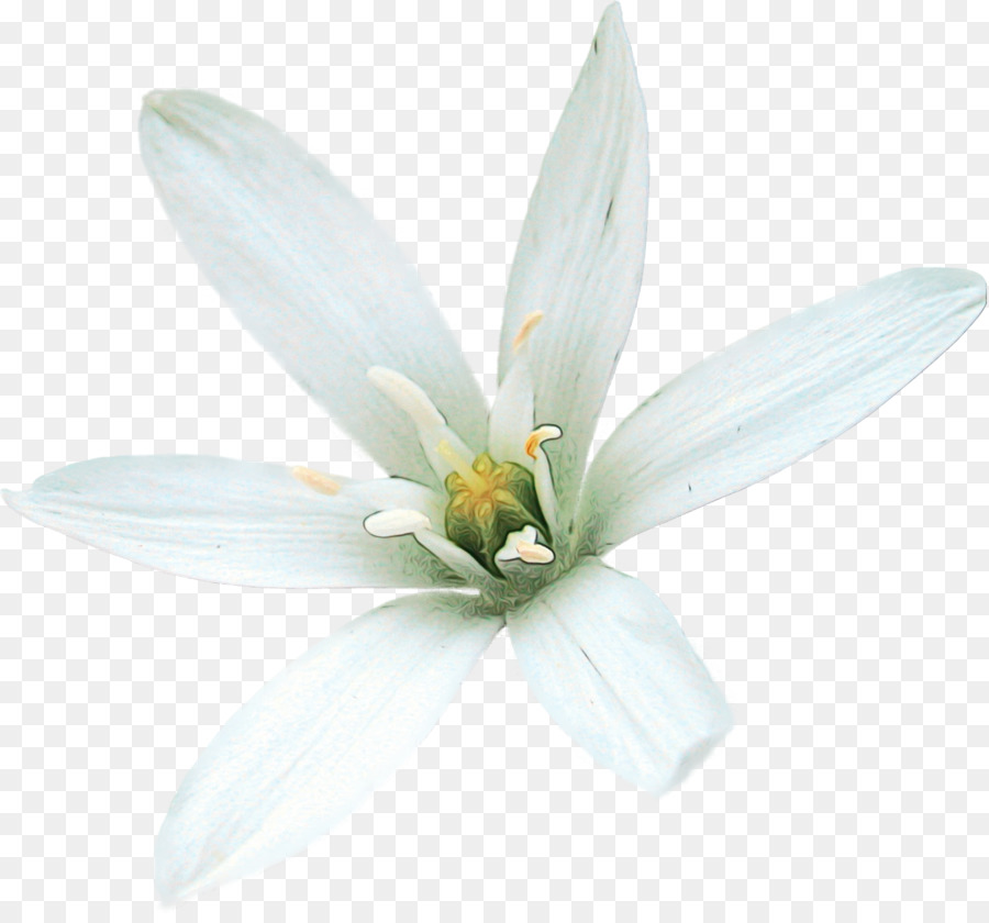 Flor Blanca，Orquídea PNG