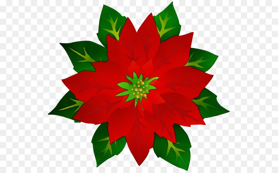 Flor，La Flor De Pascua PNG