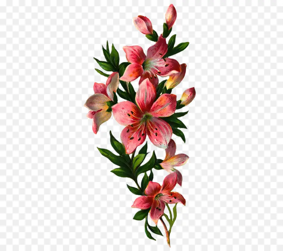 Flor，Lily PNG