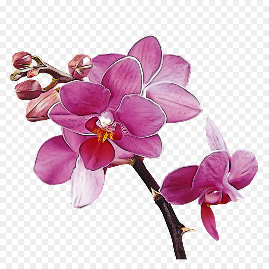 Flor，La Polilla De La Orquídea PNG