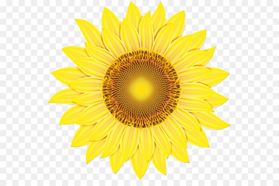 Girasol Amarillo，Planta PNG