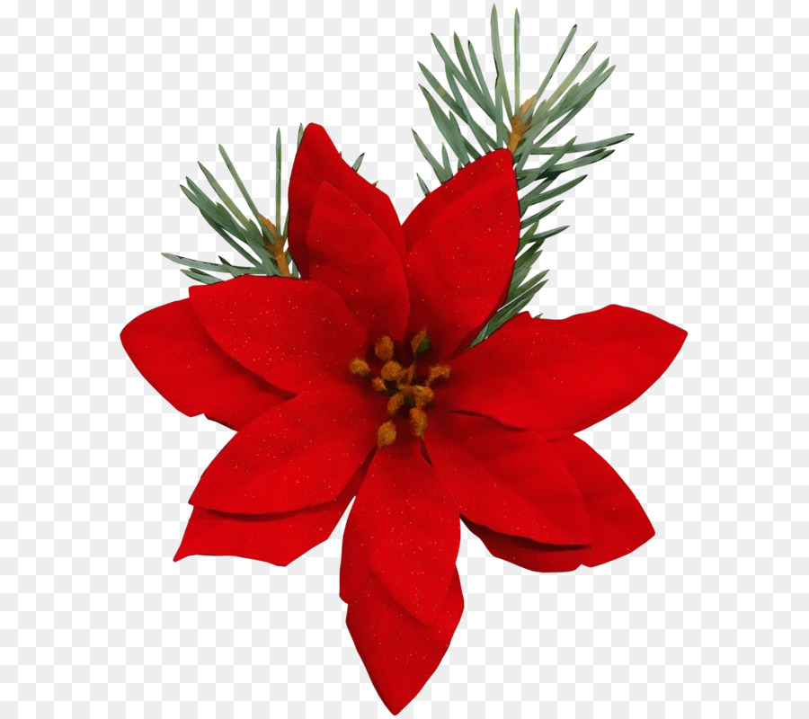 Flor De Pascua，Rojo PNG