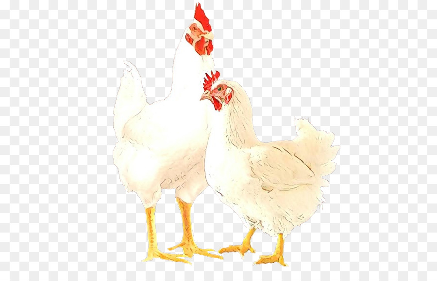 Pollo，Aves PNG