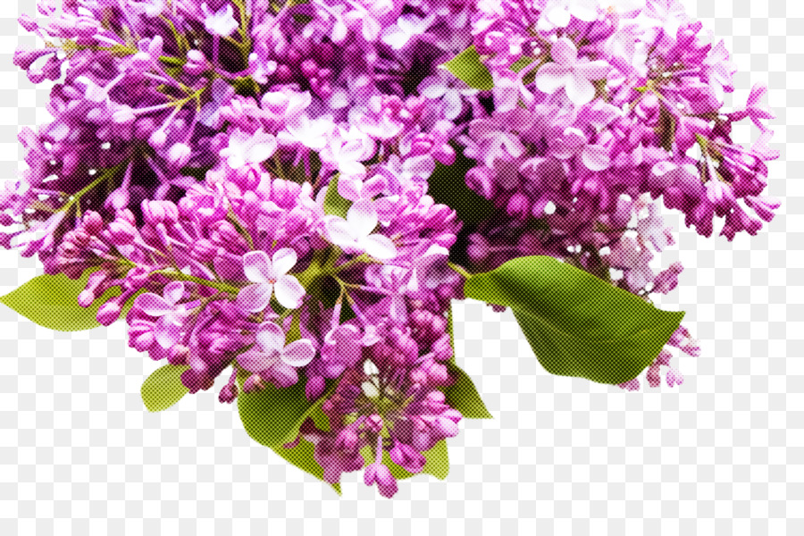 Flor，Planta PNG