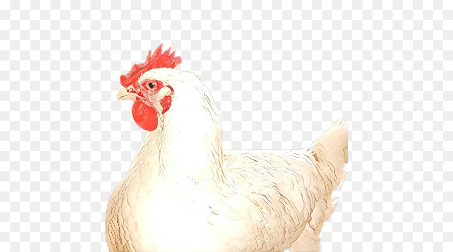 Pollo，Gallo PNG