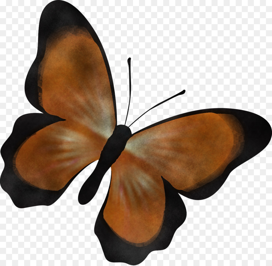 Mariposa，Alas PNG