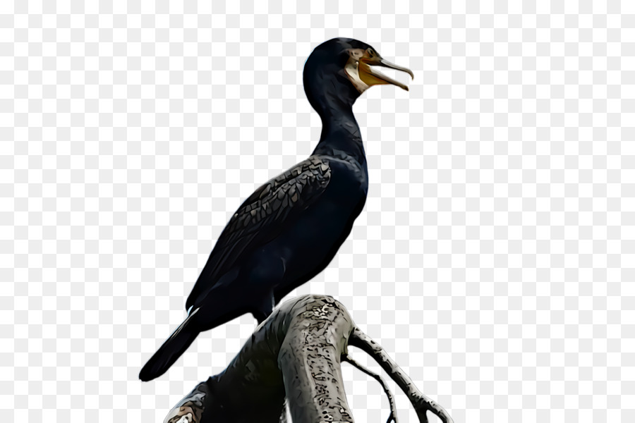 Pájaro，Negro PNG