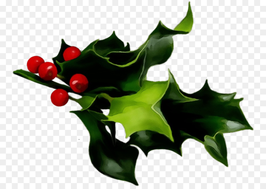 Acebo，Estadounidense Holly PNG