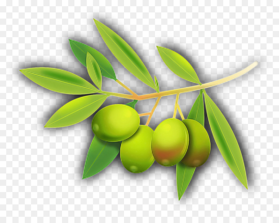 Aceitunas，Fruta PNG