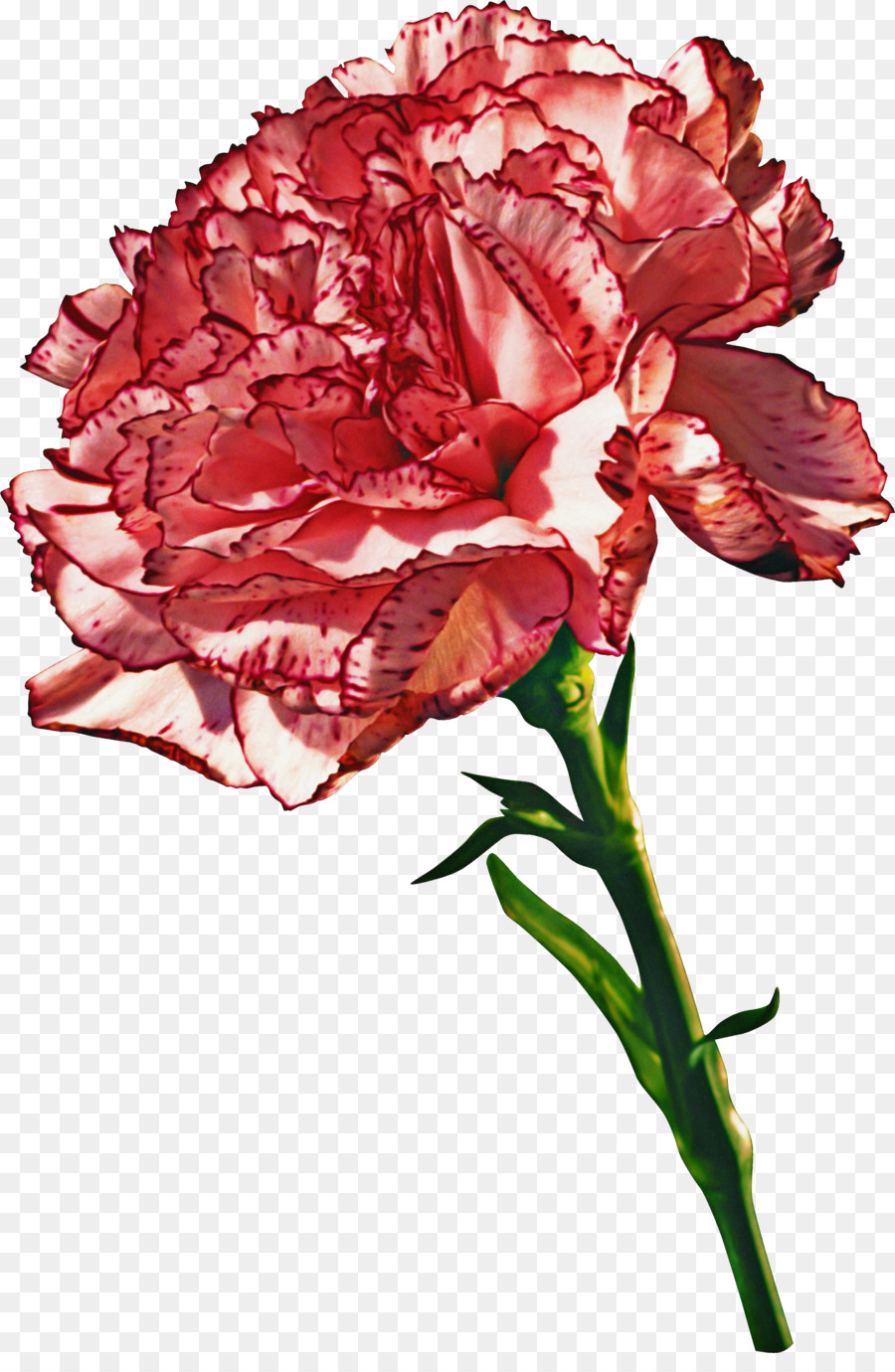 Clavel Rosa，Florecer PNG