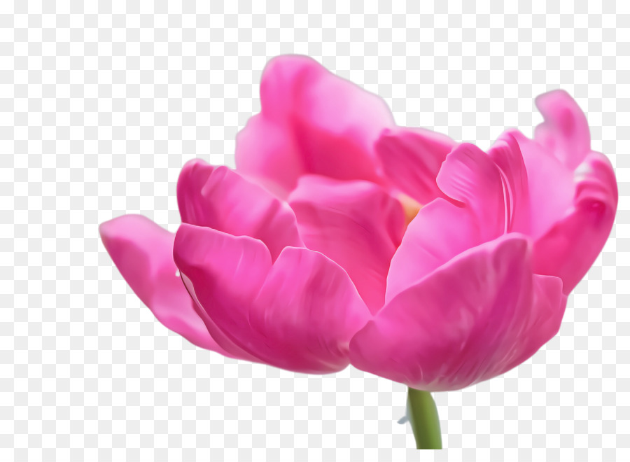 Flor Rosa，Flor PNG