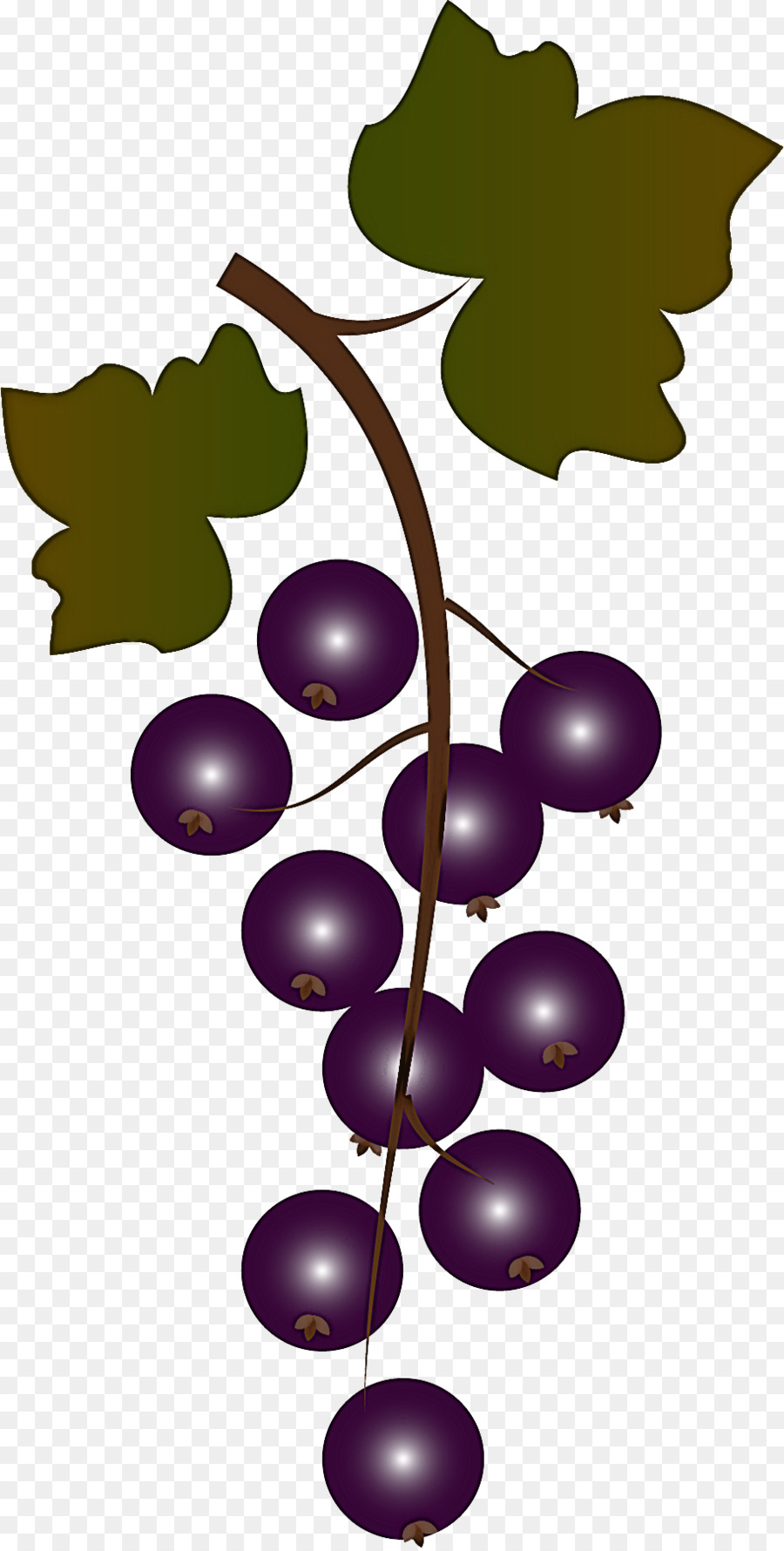 Uvas，Enredadera PNG