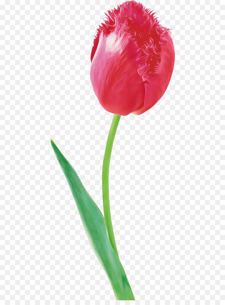 Tulipán Rojo，Provenir PNG