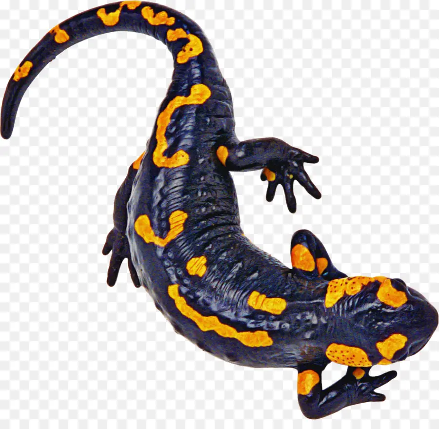 Salamandra，Cierto Salamandras Y Tritones PNG